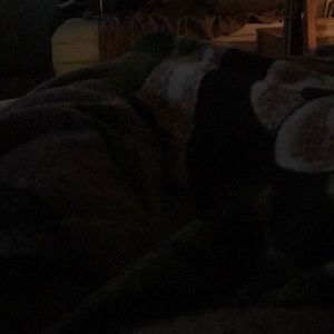 Meet your Posher, Priscilla